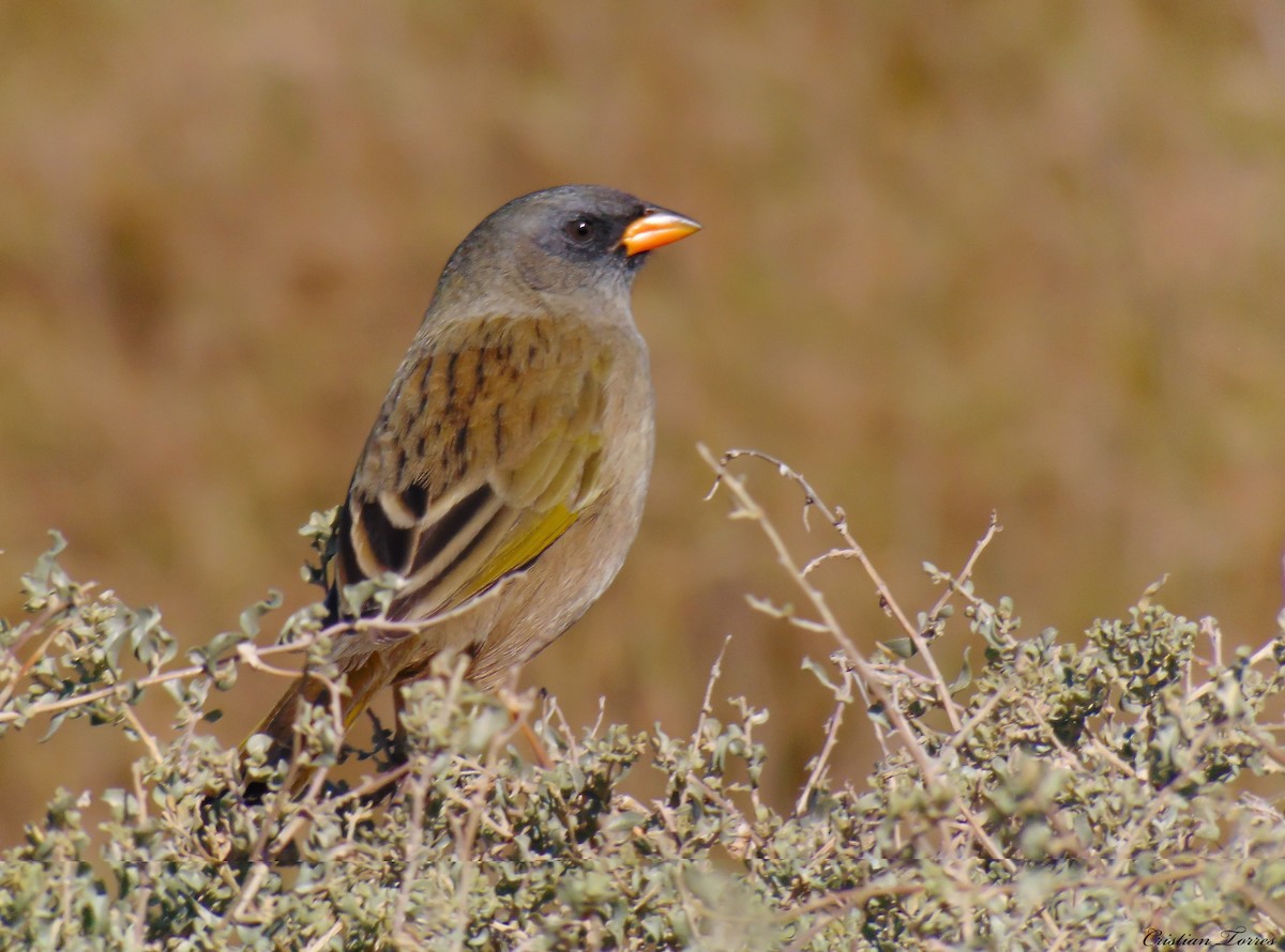 Great Pampa-Finch (Eastern) - ML343497411