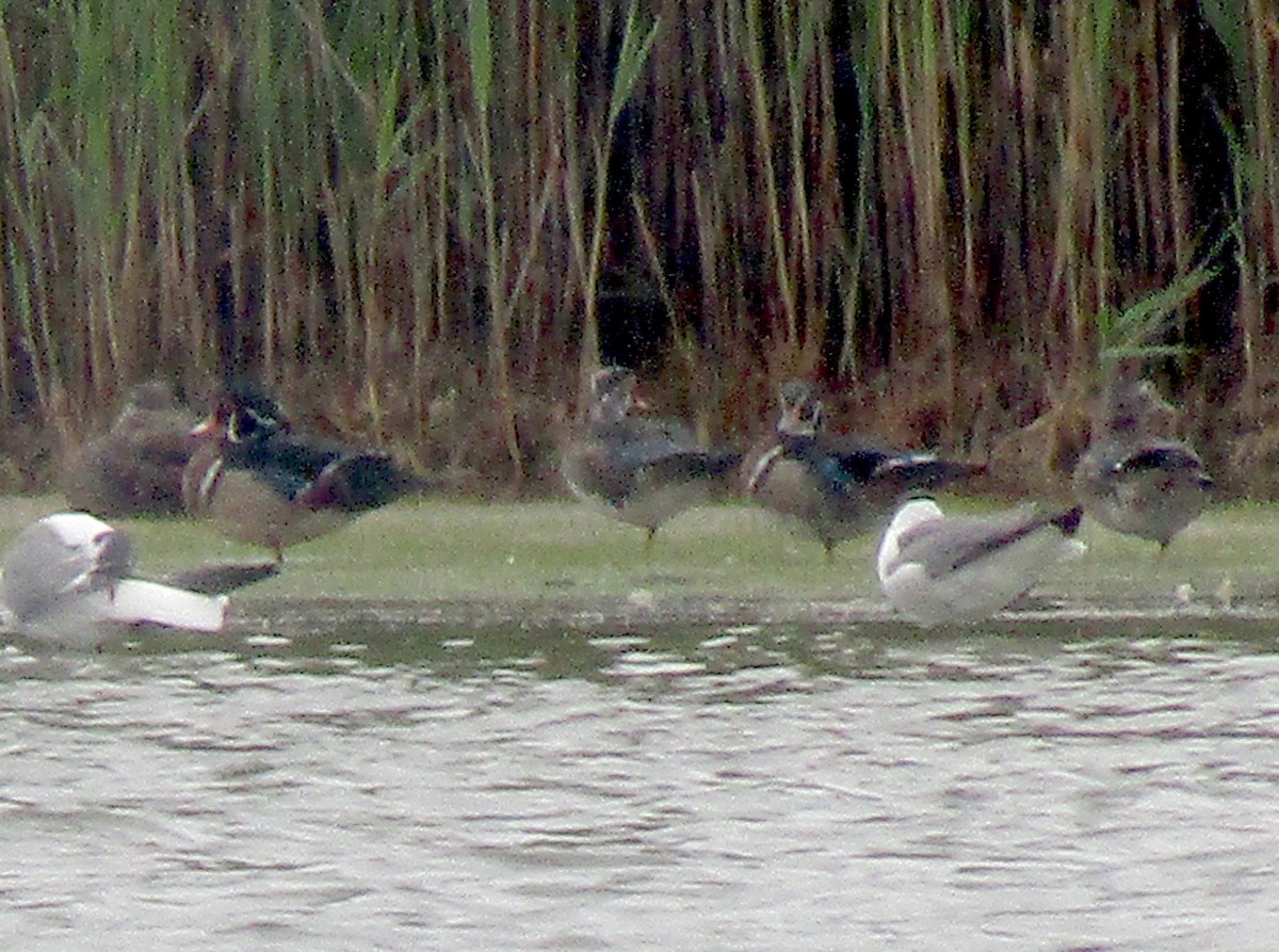 Wood Duck - ML343498641