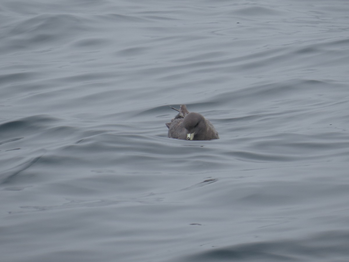 Fulmar boréal - ML34350081