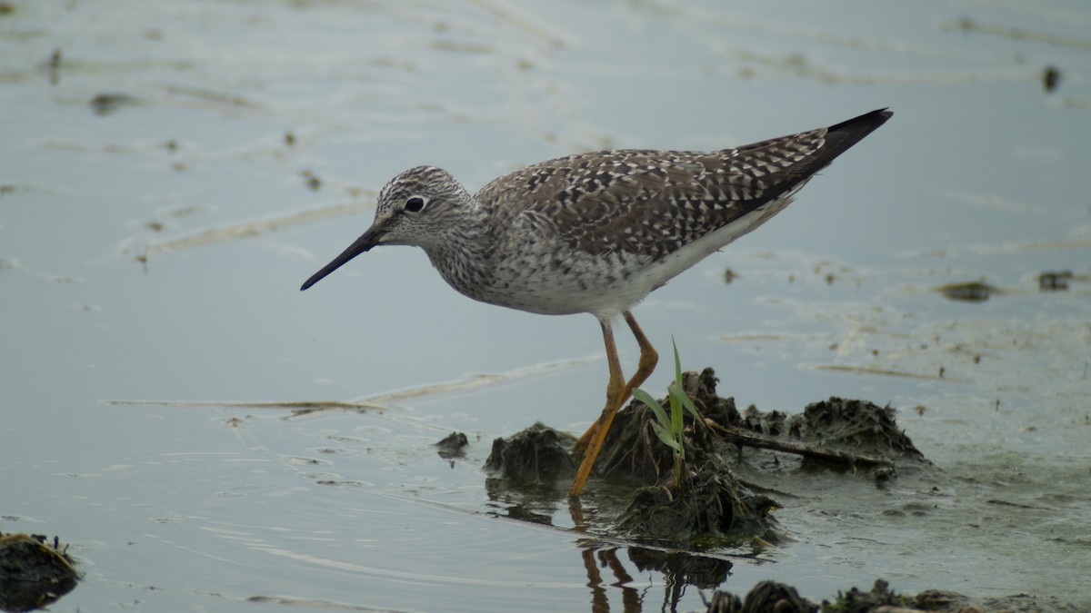 Lesser Yellowlegs - ML34350091