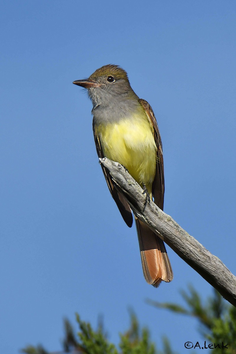 Great Crested Flycatcher - ML343501421