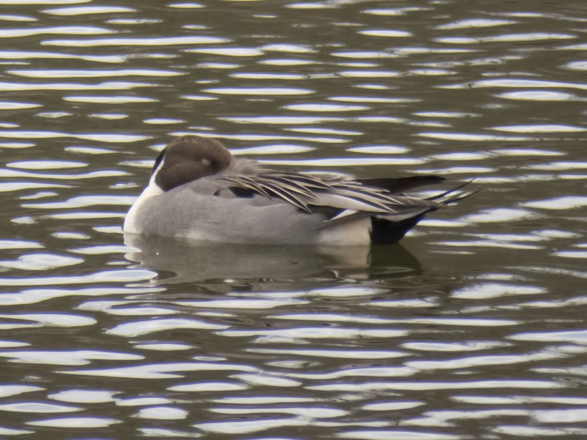 Northern Pintail - ML34350171