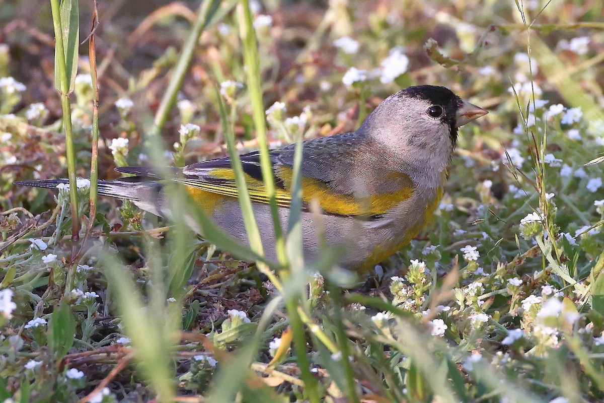 Lawrence's Goldfinch - ML343503261