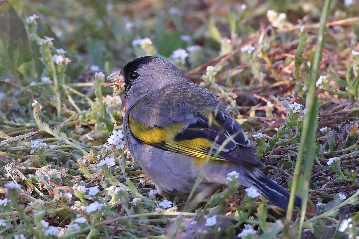 Lawrence's Goldfinch - ML343503271