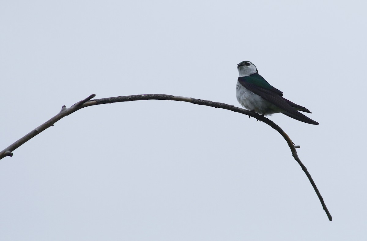 Violet-green Swallow - Bill Hubick