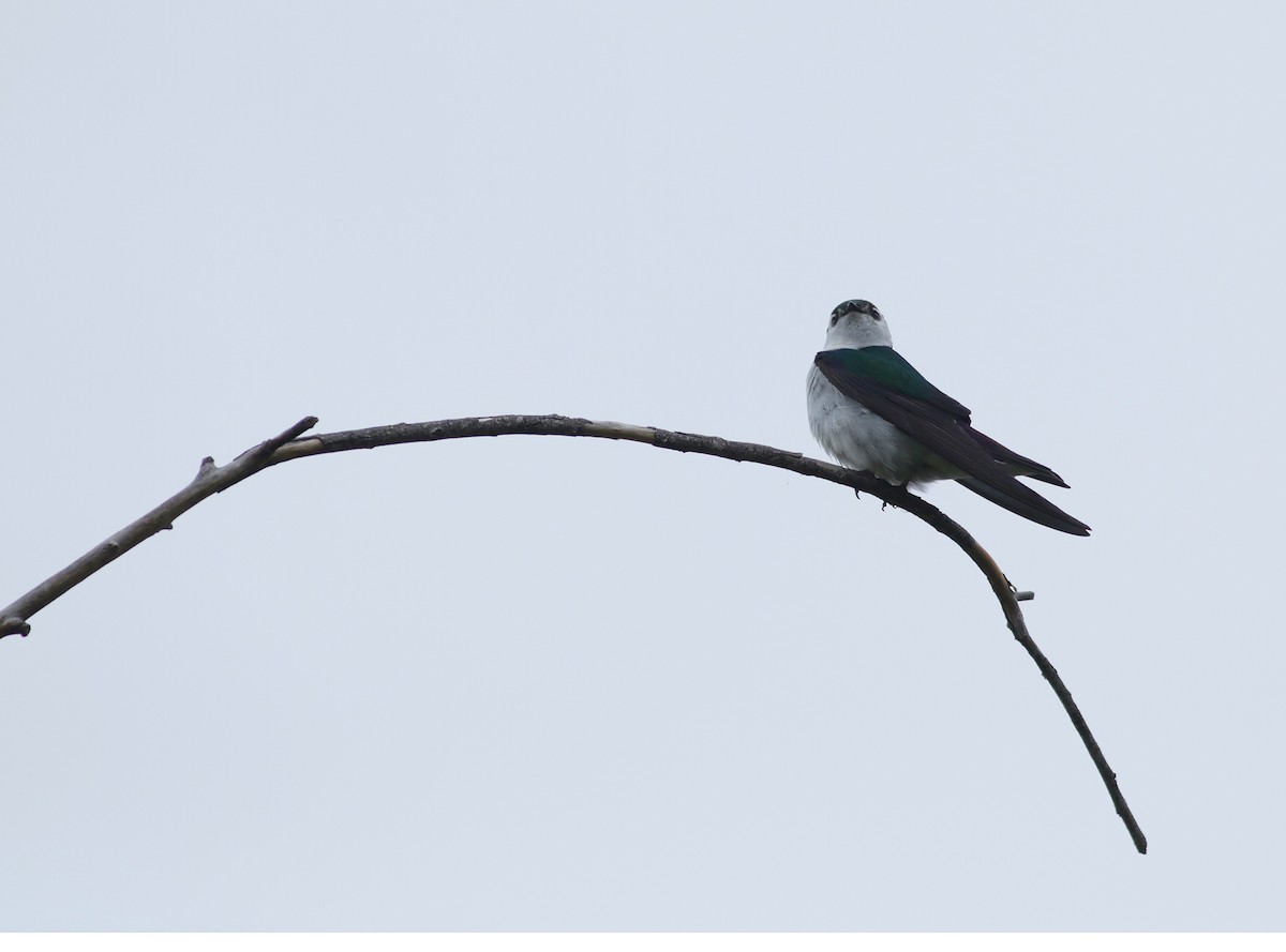 Violet-green Swallow - ML343503351