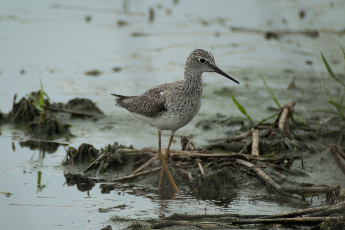 Lesser Yellowlegs - ML34350361