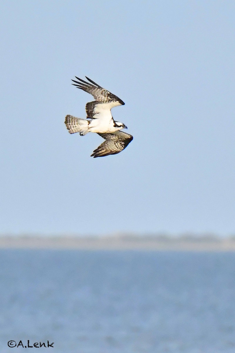 Arrano arrantzalea (carolinensis) - ML343503911