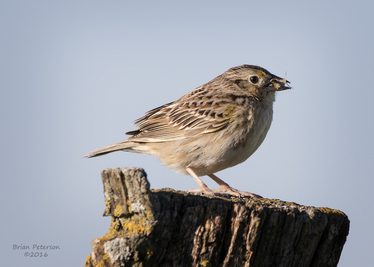 Grasshopper Sparrow - ML34350411