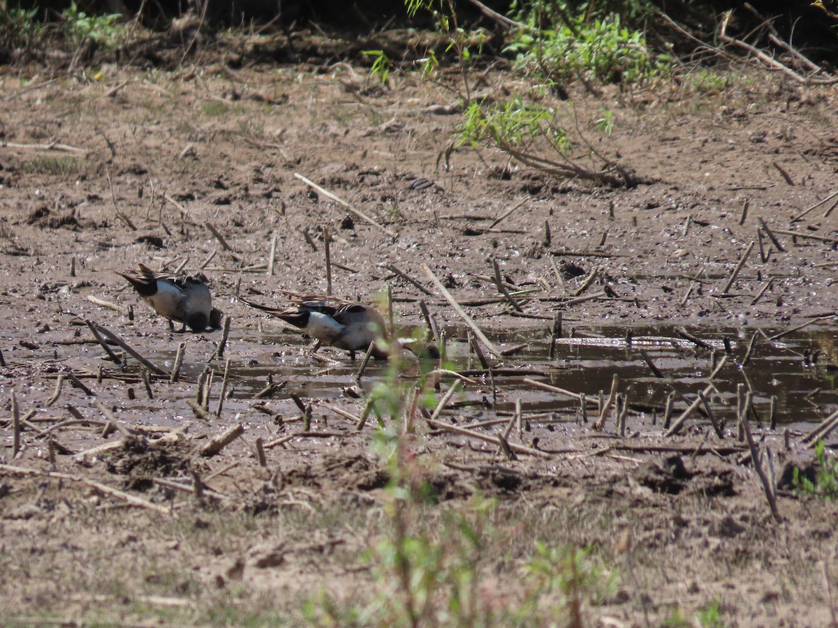 Northern Pintail - ML343505911