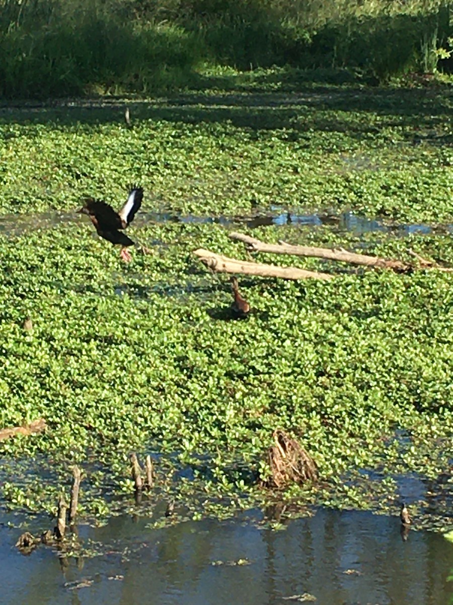 Black-bellied Whistling-Duck - ML343507181