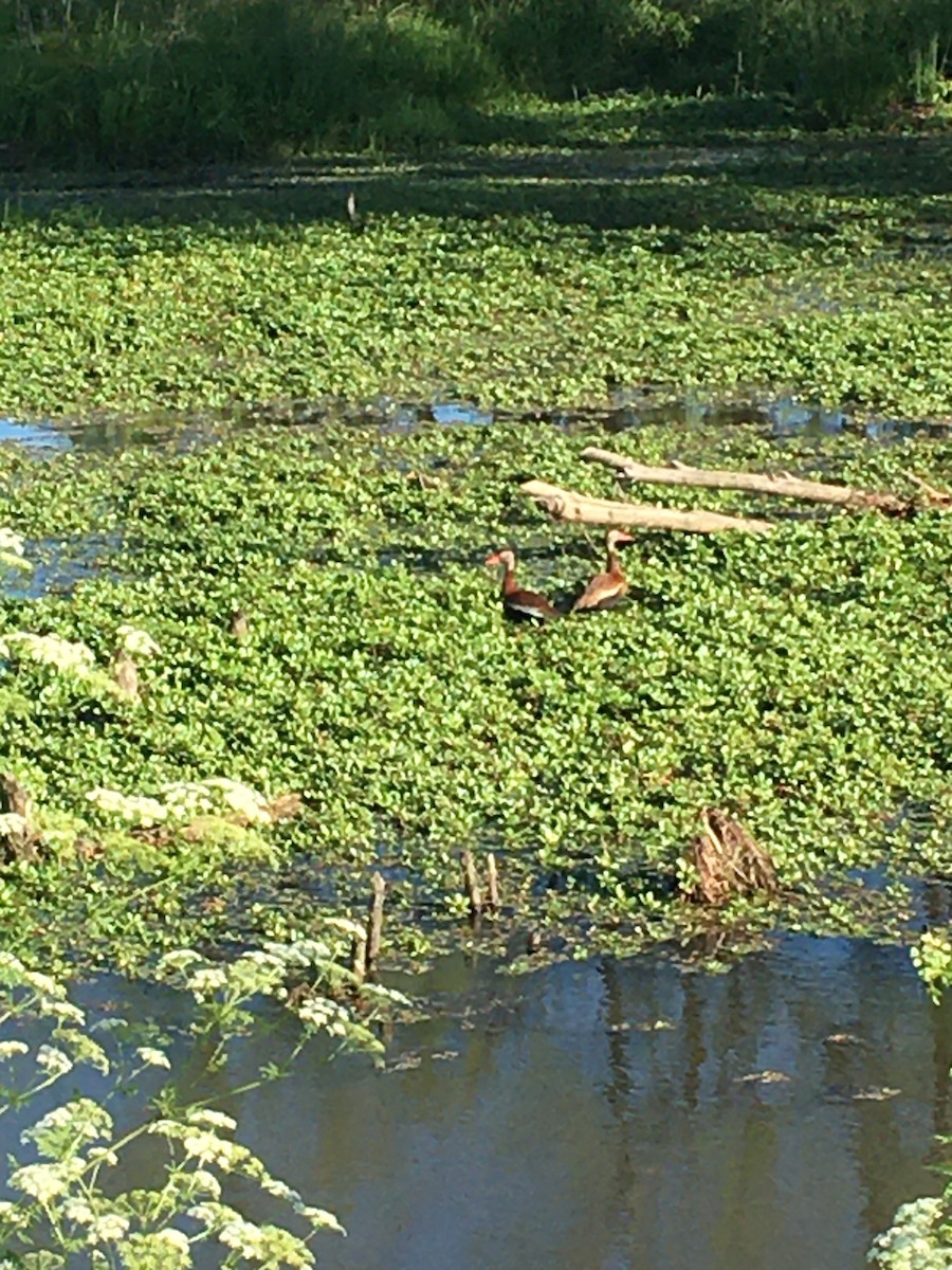 Black-bellied Whistling-Duck - ML343507191