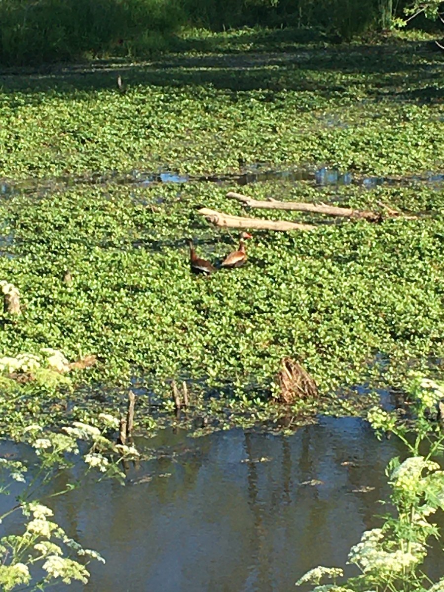 Black-bellied Whistling-Duck - ML343507211