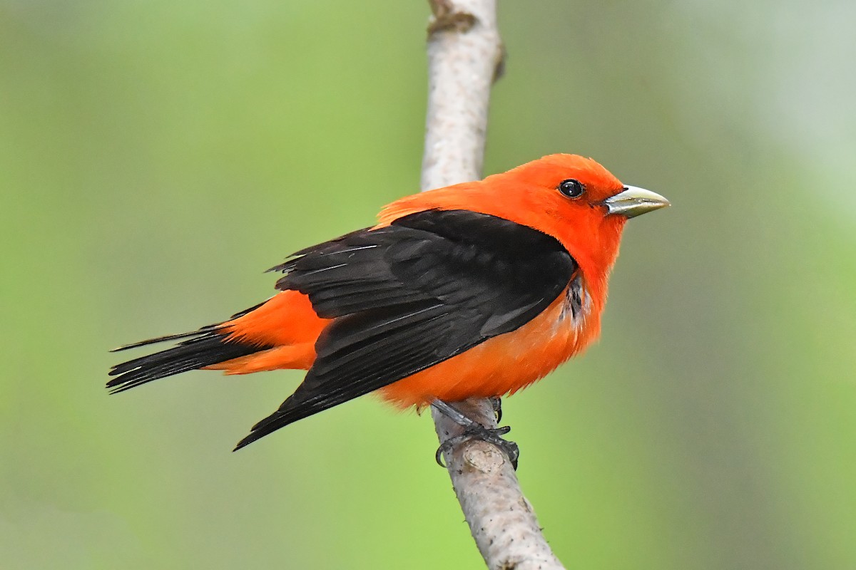 Scarlet Tanager - ML343508221