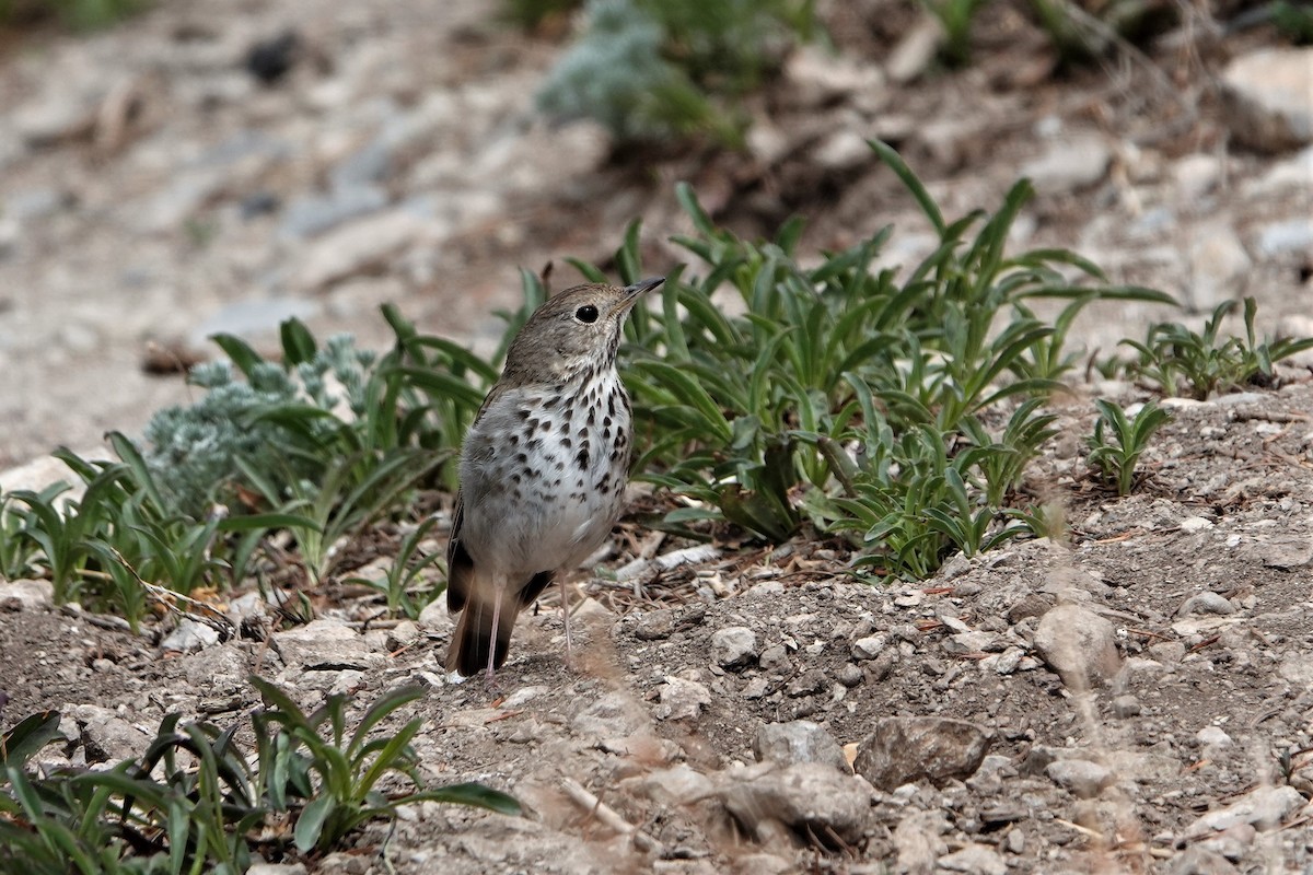 Hermit Thrush - ML343508431