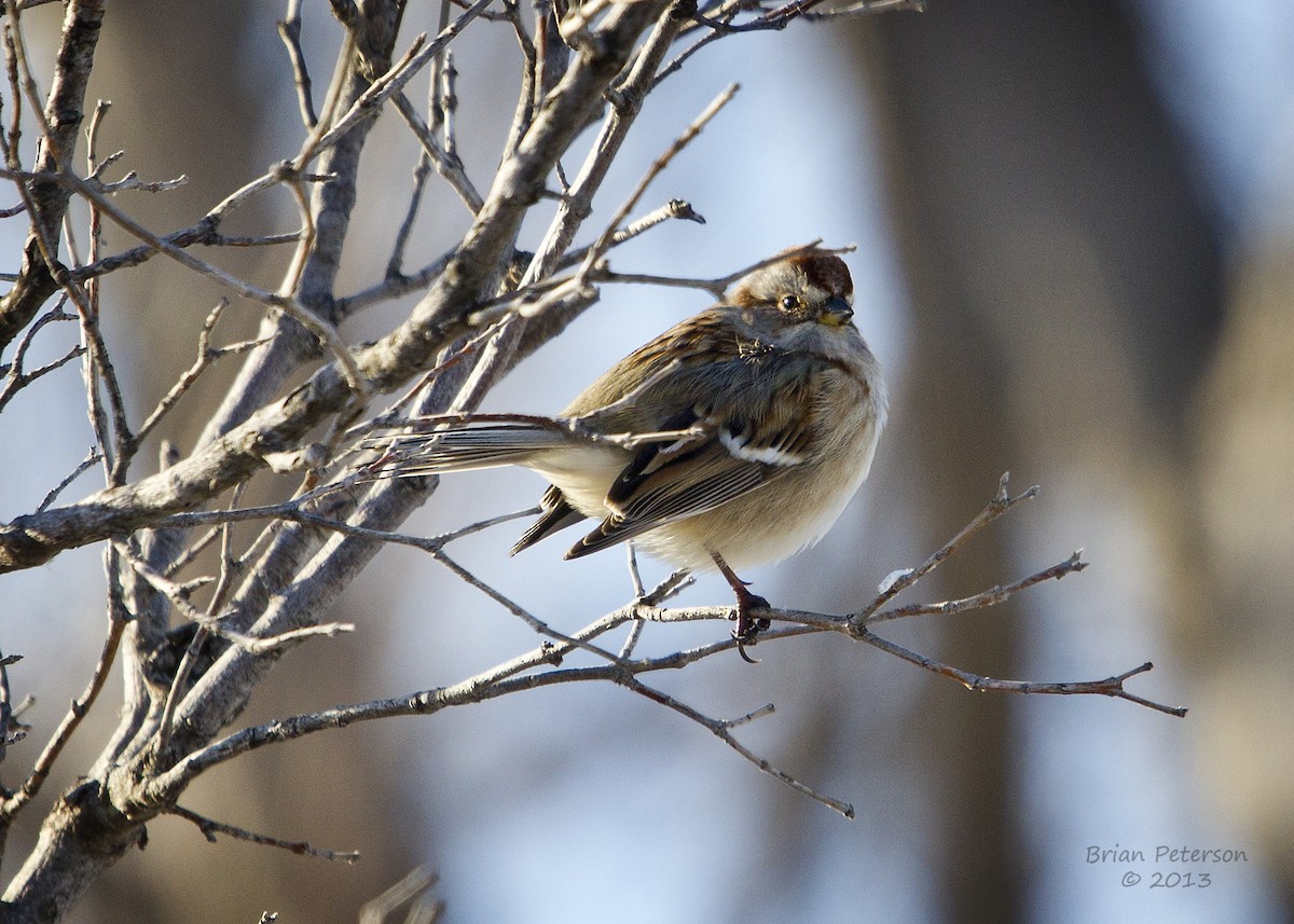 American Tree Sparrow - ML34350931