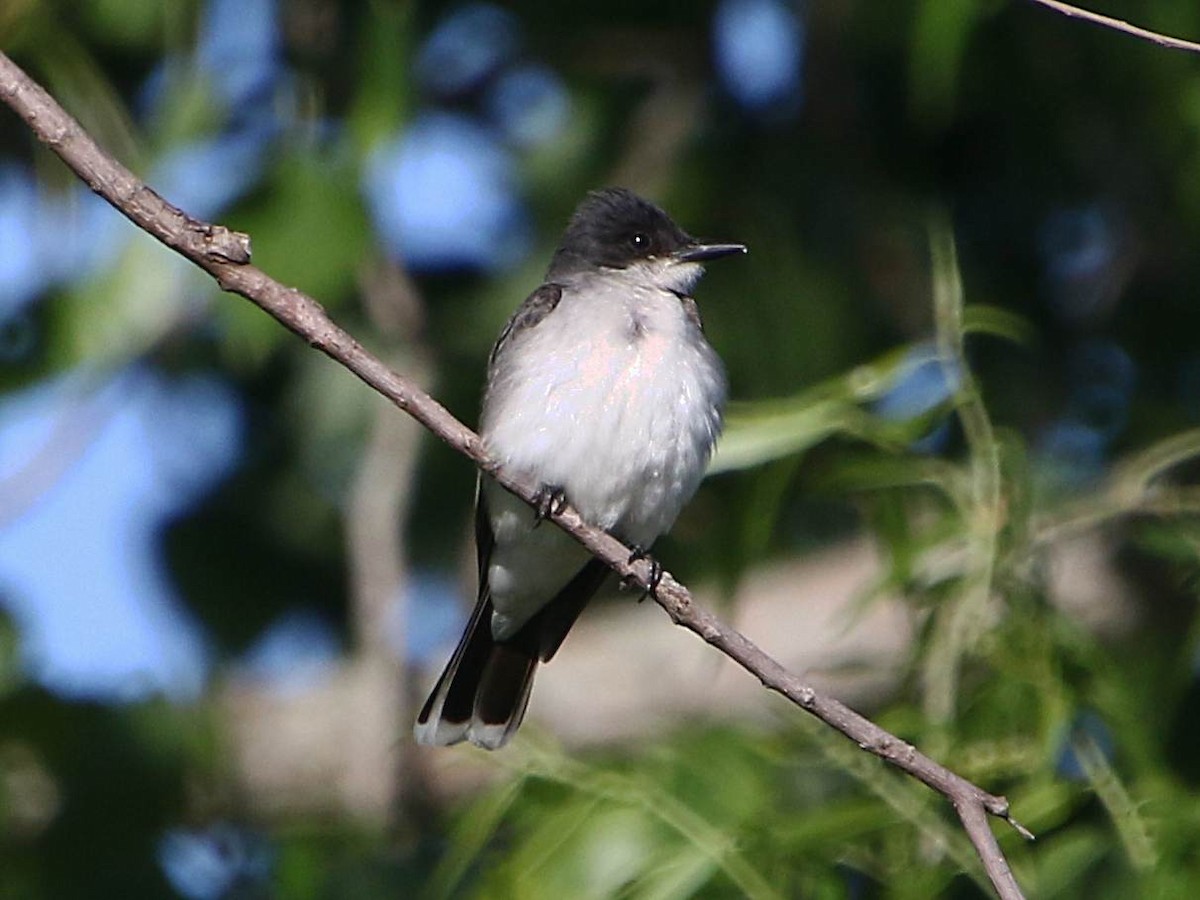 Eastern Kingbird - Dave Z.