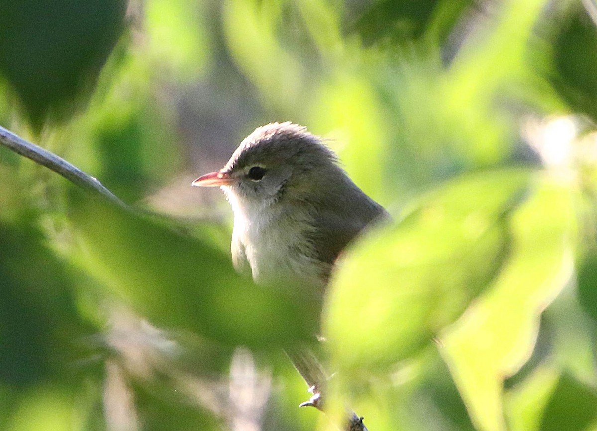 Bell's Vireo - ML343509341