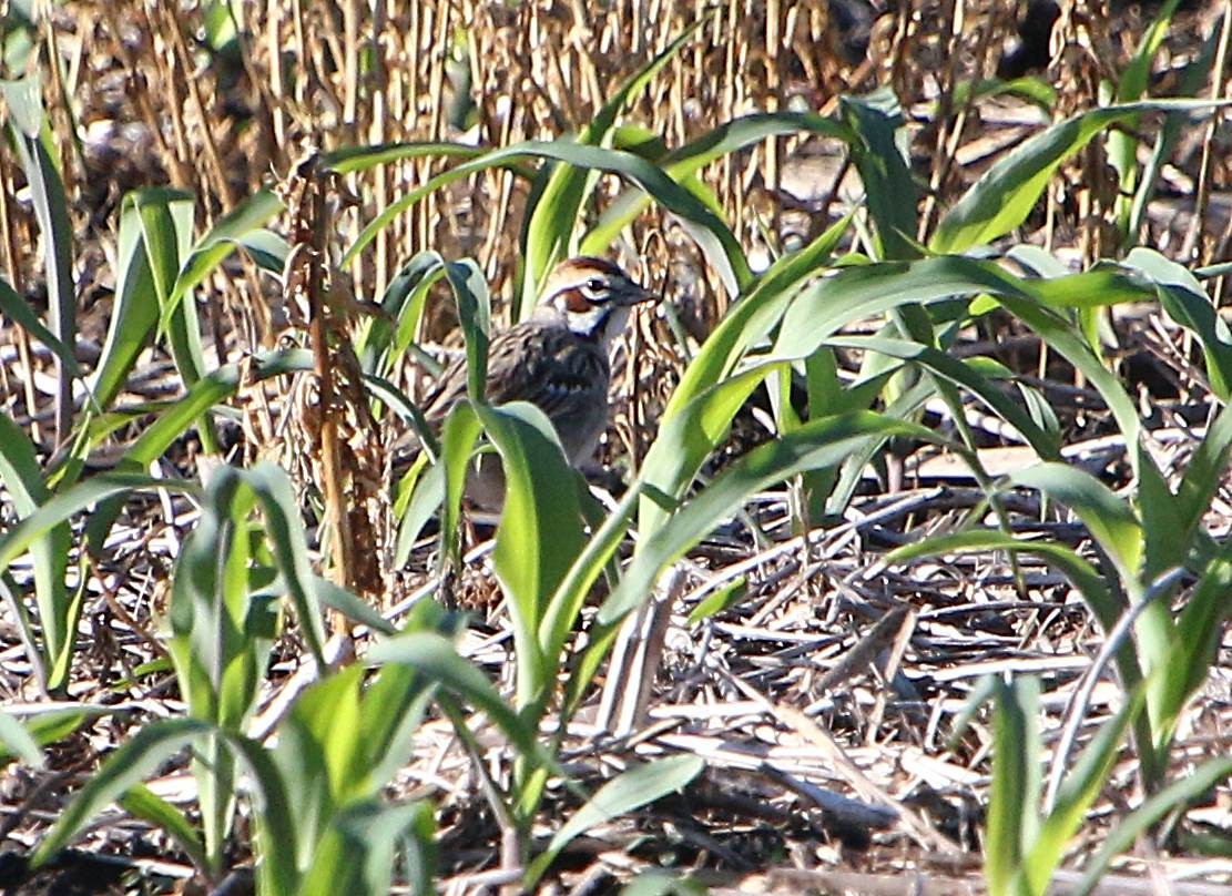 Lark Sparrow - ML343509461