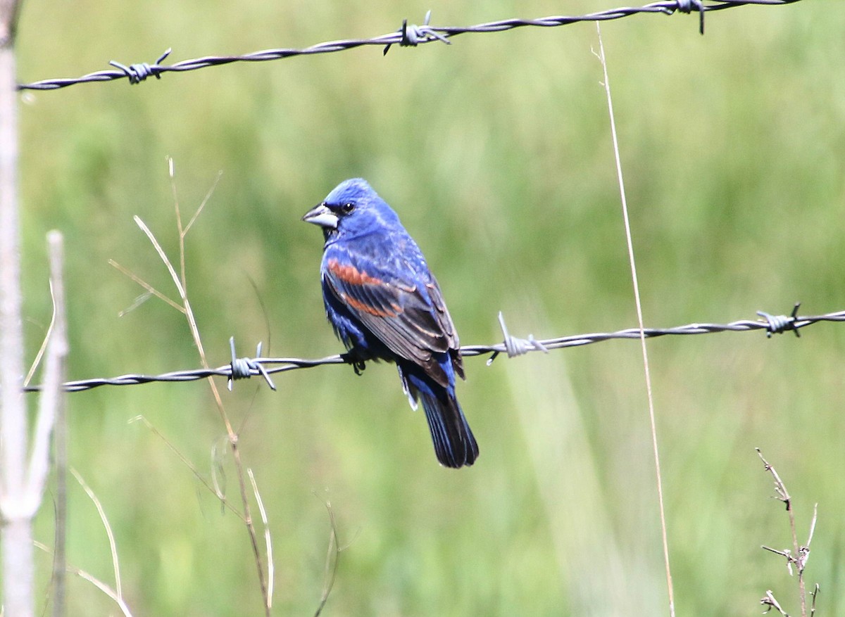 Blue Grosbeak - Dave Z.