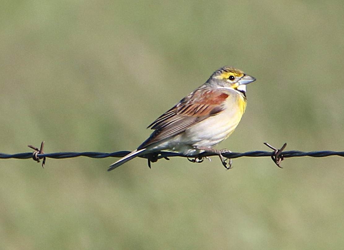 Dickcissel d'Amérique - ML343509621