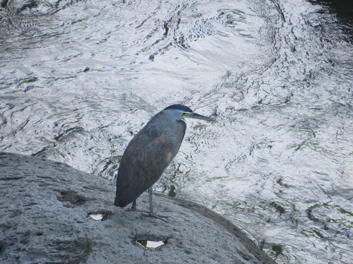 Bare-throated Tiger-Heron - ML343510321