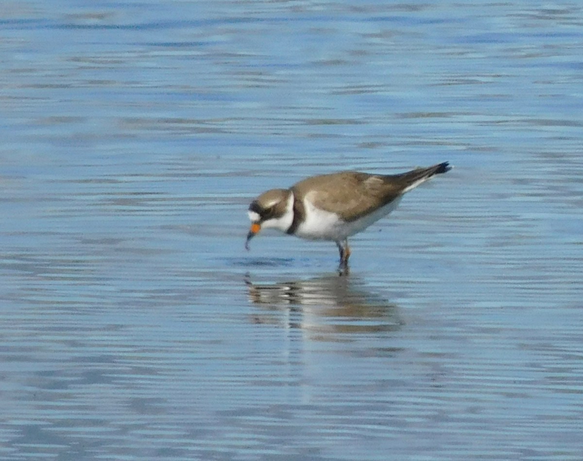 Semipalmated Plover - ML343511301