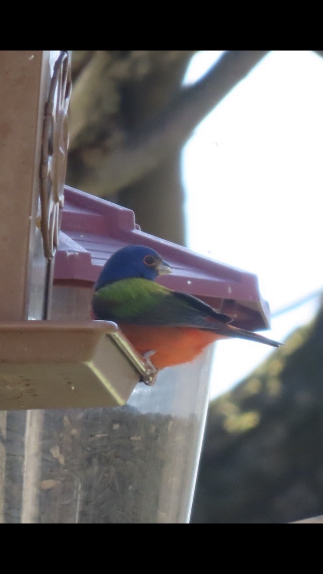 Painted Bunting - ML343511501