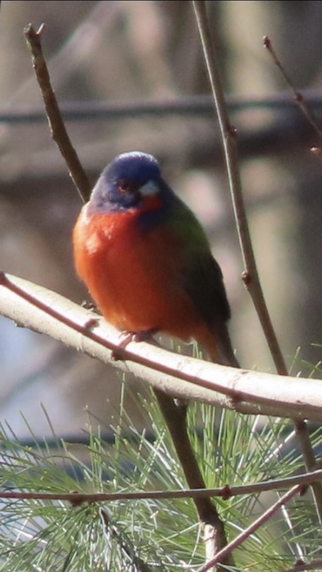 Painted Bunting - ML343511511