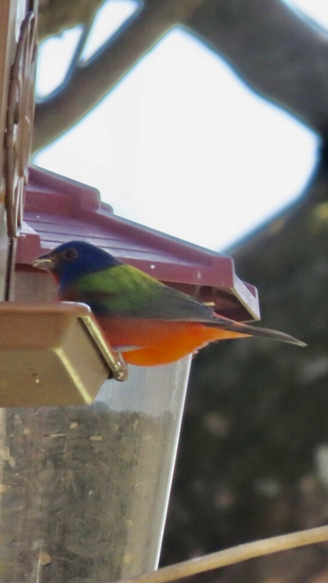 Painted Bunting - ML343511521