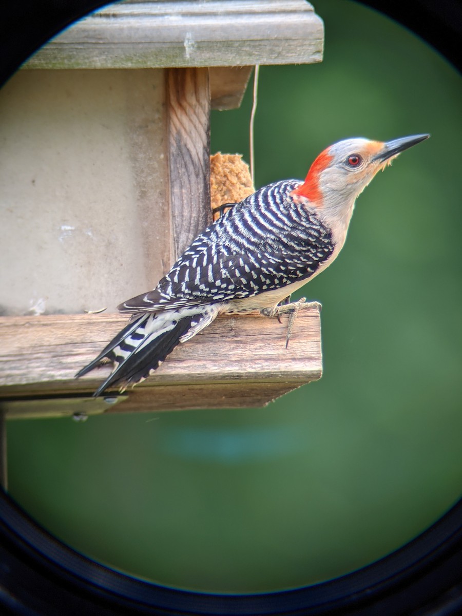 Red-bellied Woodpecker - ML343512461