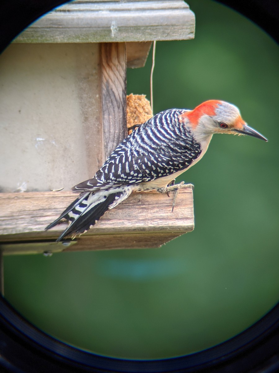 Red-bellied Woodpecker - ML343512471