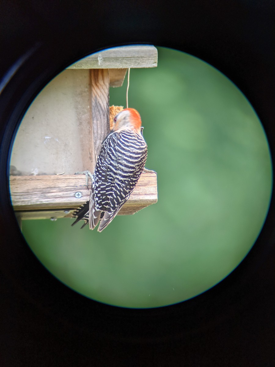 Red-bellied Woodpecker - ML343512751