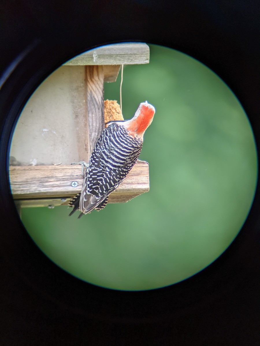 Red-bellied Woodpecker - ML343512761