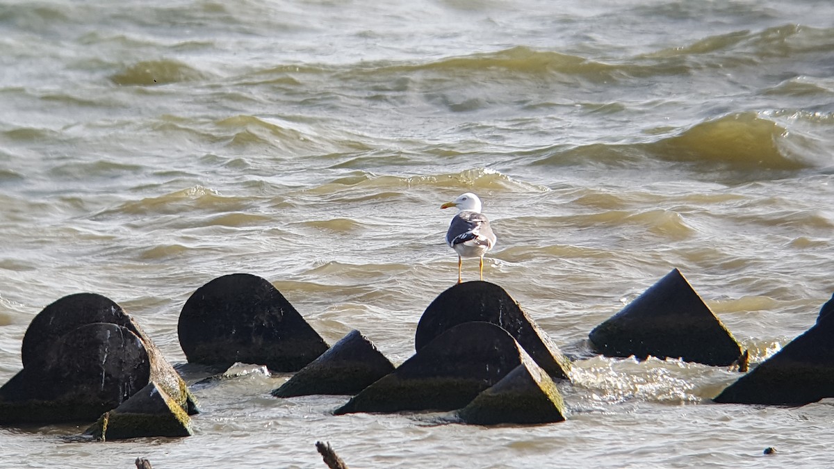 Lesser Black-backed Gull - Ben Heppner