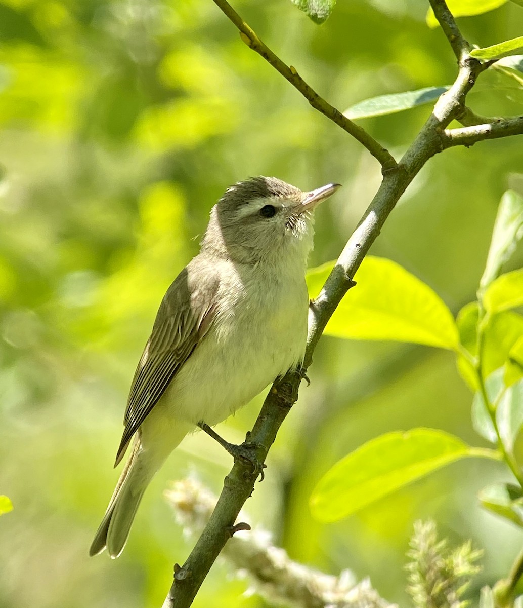 Warbling Vireo - Greg Harrington