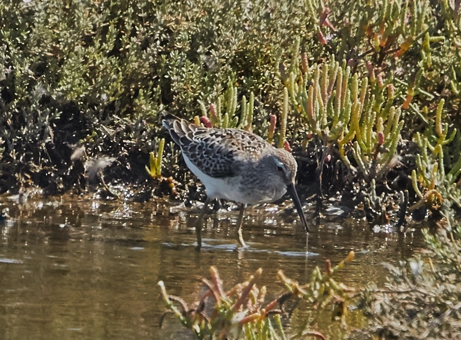 高蹺濱鷸 - ML34351391