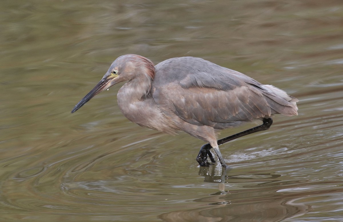 Reddish Egret - ML343514241