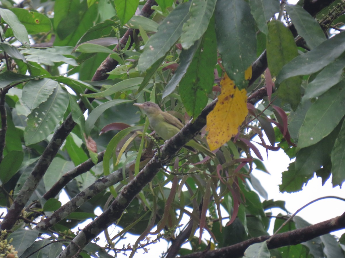 Yellow-green Vireo - ML343514381