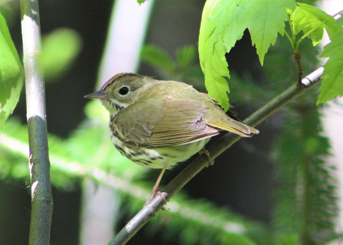 Ovenbird - ML343514541