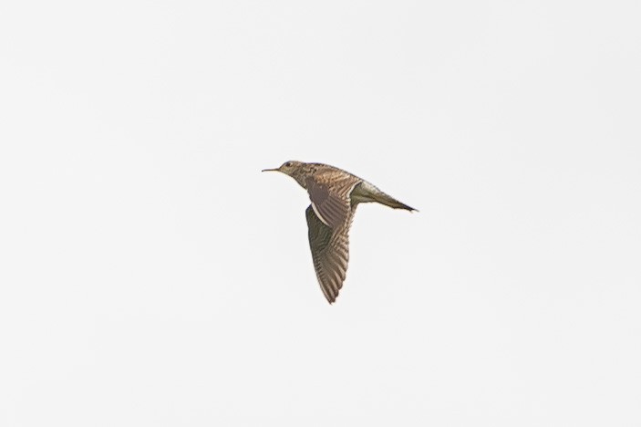 Upland Sandpiper - Donald Dixon