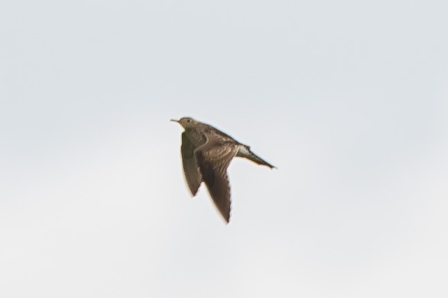 Upland Sandpiper - ML343515111