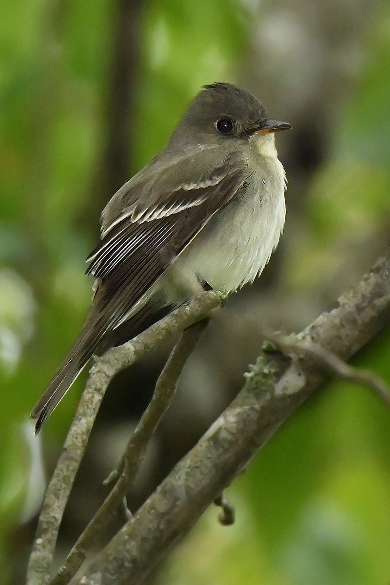 Acadian Flycatcher - Alan Lenk