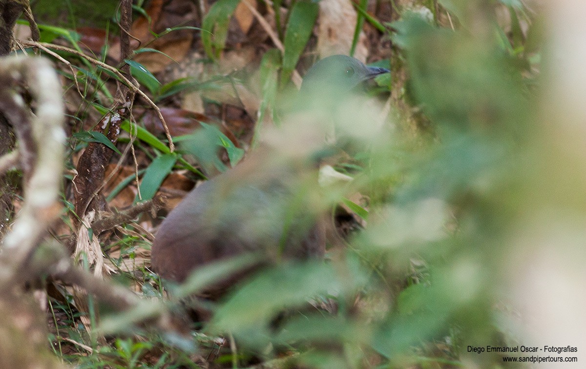 Brown Tinamou - ML343515731