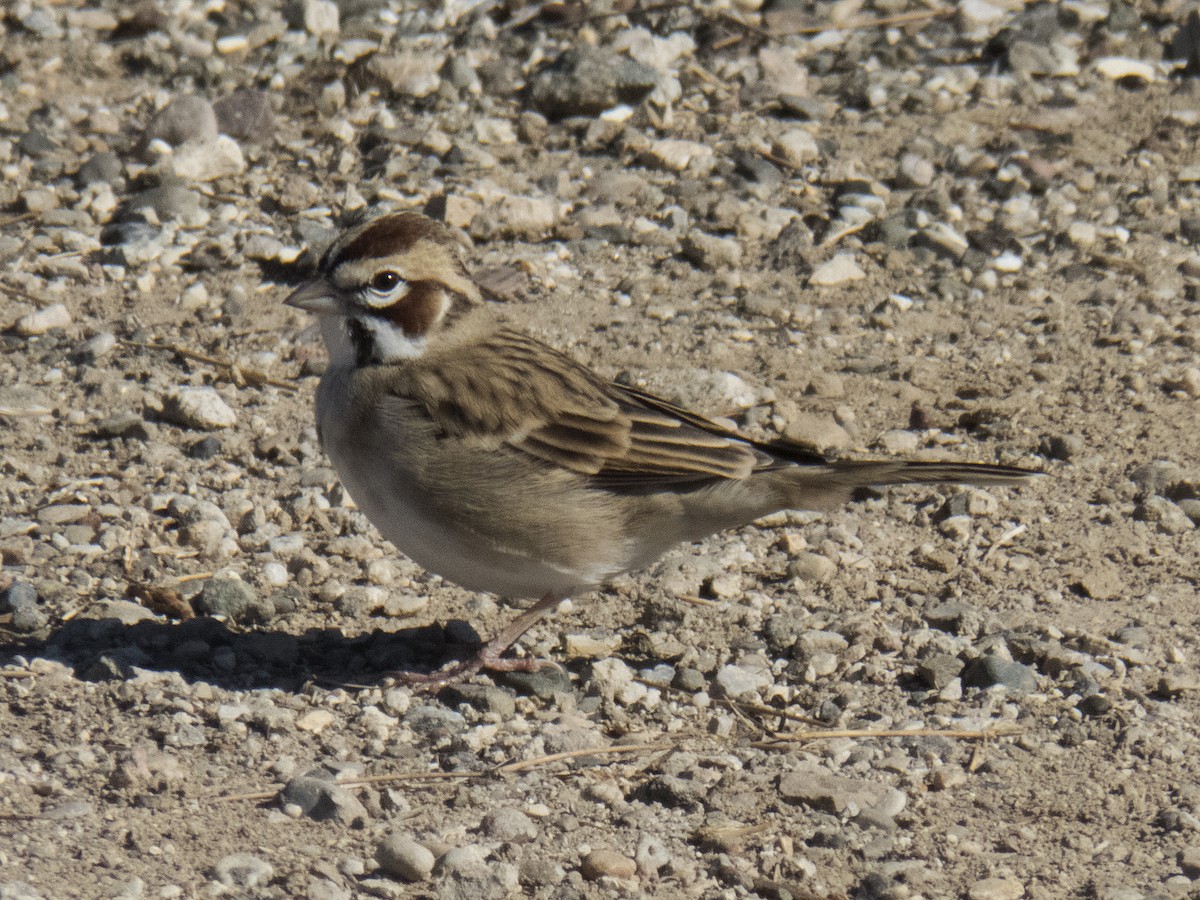 Lark Sparrow - ML34351611