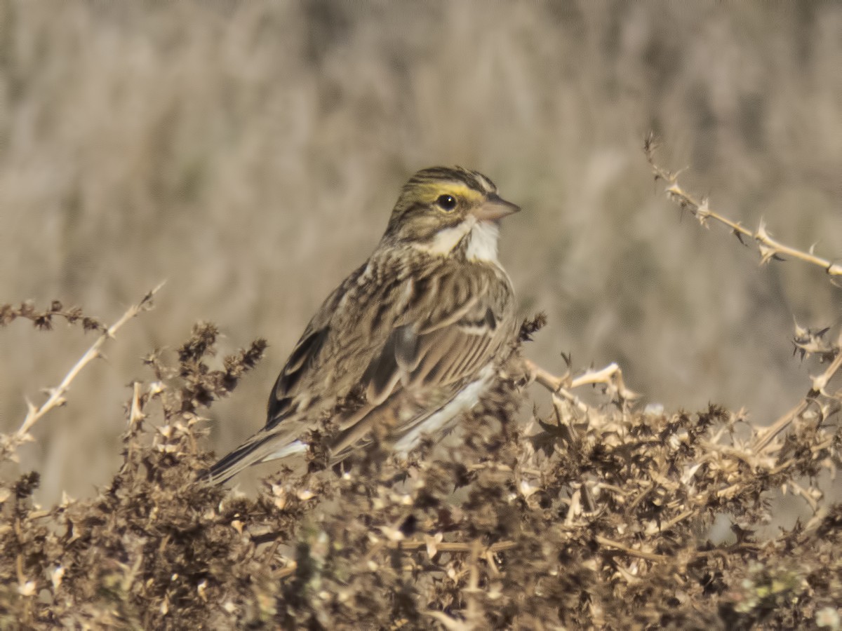 Savannah Sparrow - ML34351621