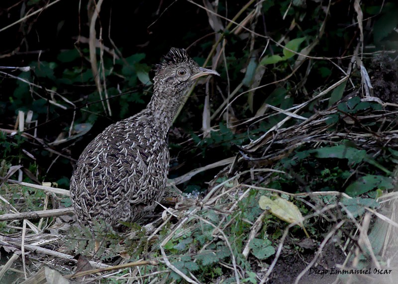 Andean Tinamou - Diego Oscar / Sandpiper Birding & Tours