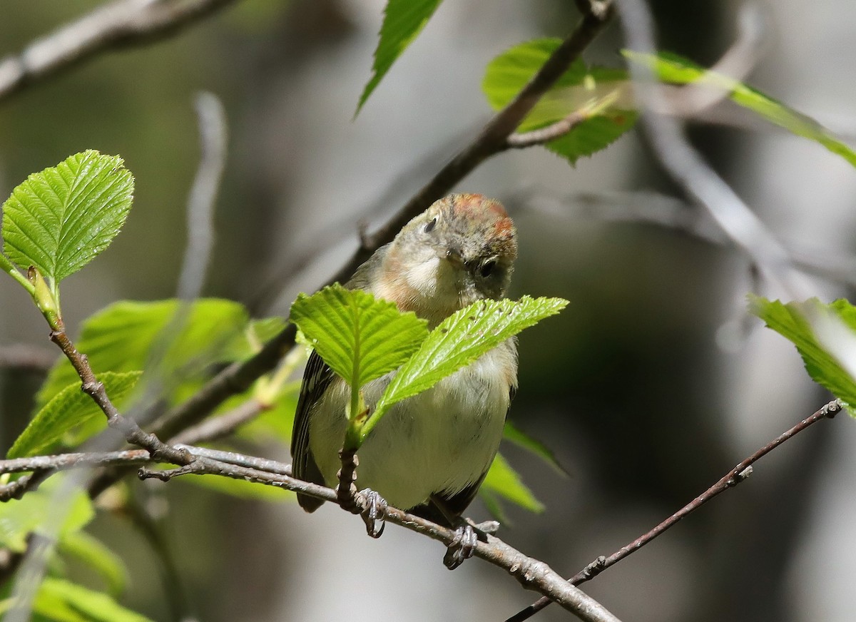 Bay-breasted Warbler - ML343517051