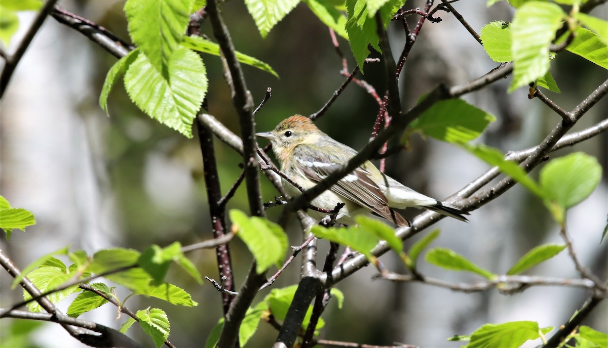 Bay-breasted Warbler - ML343517061