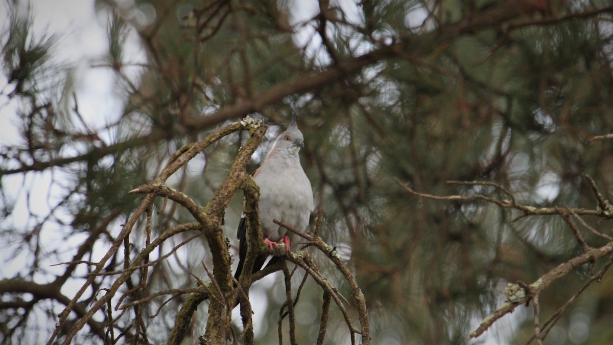 Crested Pigeon - ML343518061